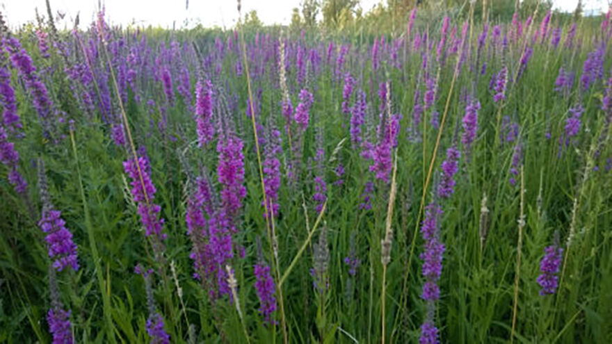 Purple Loosestrife